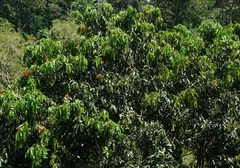 Saraca