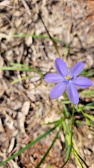 Iridaceae