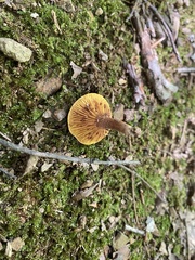Phylloporus