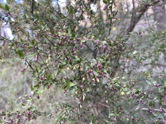 Coprosma quadrifida