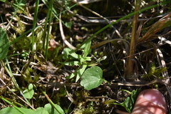 Veronica scutellata