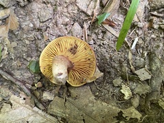 Phylloporus