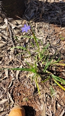 Iridaceae