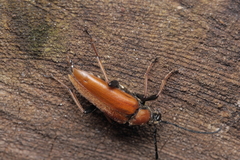 Stictoleptura rubra