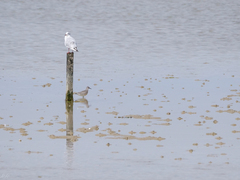 Calidris canutus
