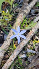 Iridaceae