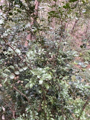 Cupaniopsis shirleyana