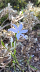 Iridaceae