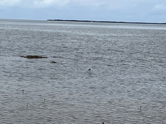 Himantopus leucocephalus