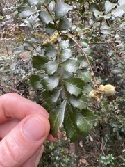 Cupaniopsis shirleyana