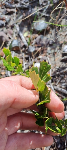 Image of Searsia cuneifolia by (c) Eugene Hahndiek, some rights reserved (CC BY-SA)