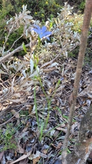 Iridaceae