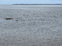 Himantopus leucocephalus