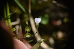 Veronica scutellata