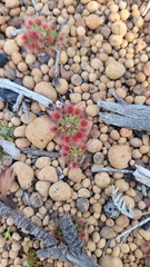 Drosera