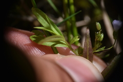 Veronica scutellata
