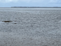 Himantopus leucocephalus