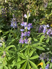Lupinus latifolius