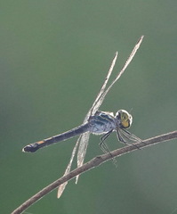 Agrionoptera sexlineata