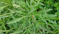 Diplotaxis tenuifolia
