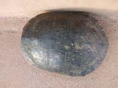 Trachemys ornata