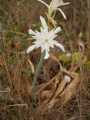 Pancratium maritimum