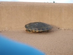 Trachemys ornata