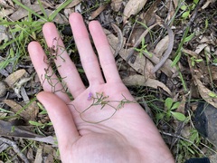 Thysanotus patersonii