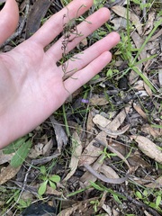 Thysanotus patersonii