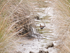 Rallus aquaticus