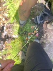 Anticlea occidentalis