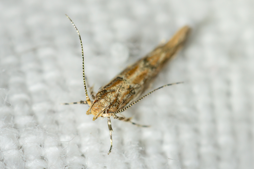 Anatrachyntis tripola