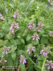 Stachys palustris