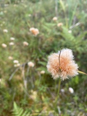 Eriophorum