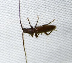 Geropa concolor