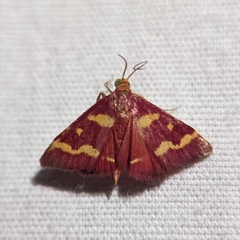 Pyrausta tyralis