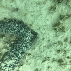 Holothuria atra