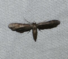 Protoproutia laredoata