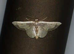 Idaea kendallaria