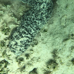 Holothuria atra