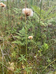 Eriophorum