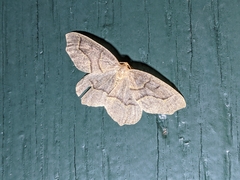 Lambdina fiscellaria