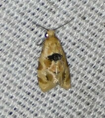 Spinipogon harmozones