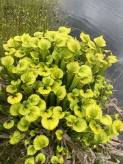 Sarracenia flava