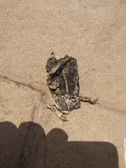 Incilius mazatlanensis