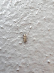 Diptera