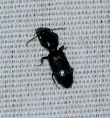 Clivina