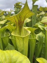 Sarracenia flava