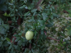 Vaccinium macrocarpon