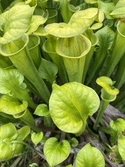 Sarracenia flava
